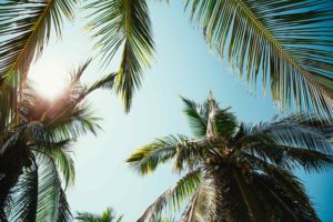 Tax reform- palm trees